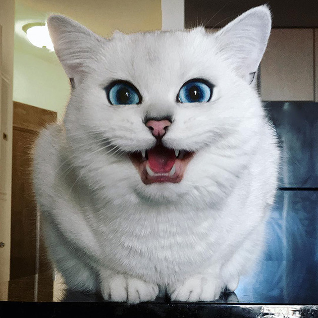 most beautiful eyes cat