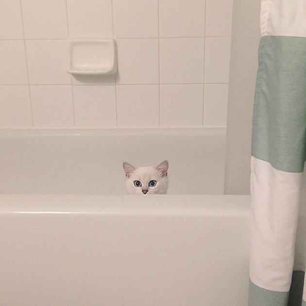 most beautiful eyes cat