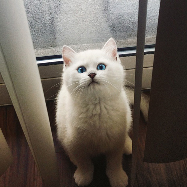 most beautiful eyes cat