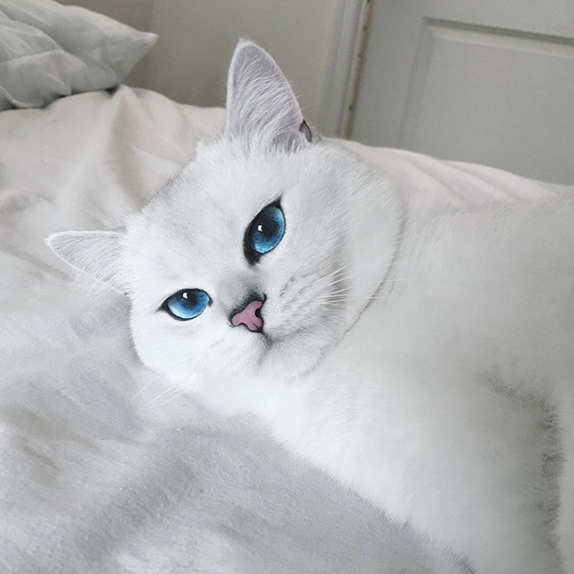 most beautiful eyes cat