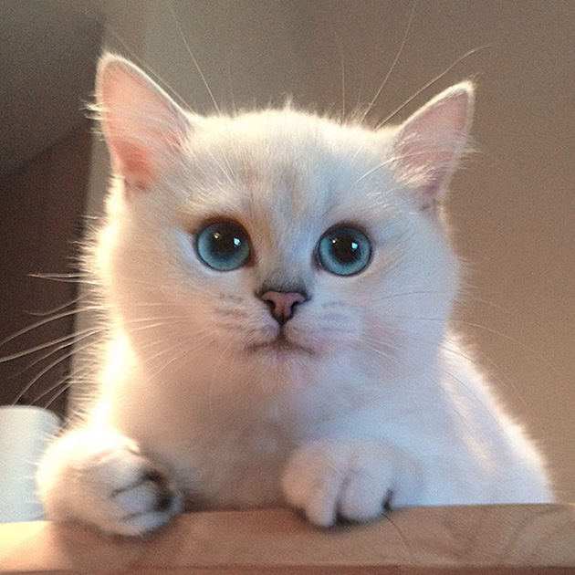 most beautiful eyes cat