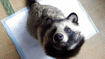tanu raccoon dog japan