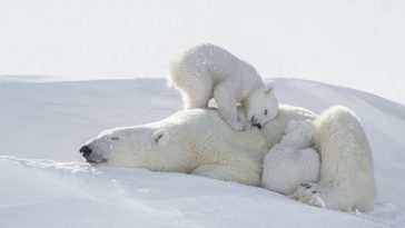 polar bear photos