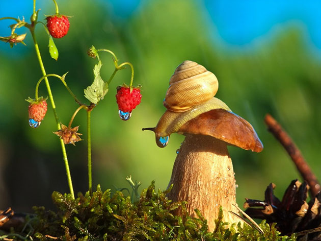 Magical Miniature World Of Snails