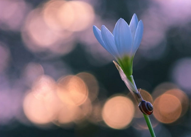 Magical Miniature World Of Snails