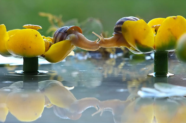 Magical Miniature World Of Snails