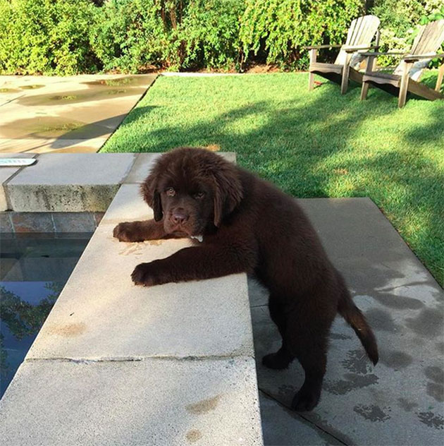 Puppies Who Won’t Be Small For Long