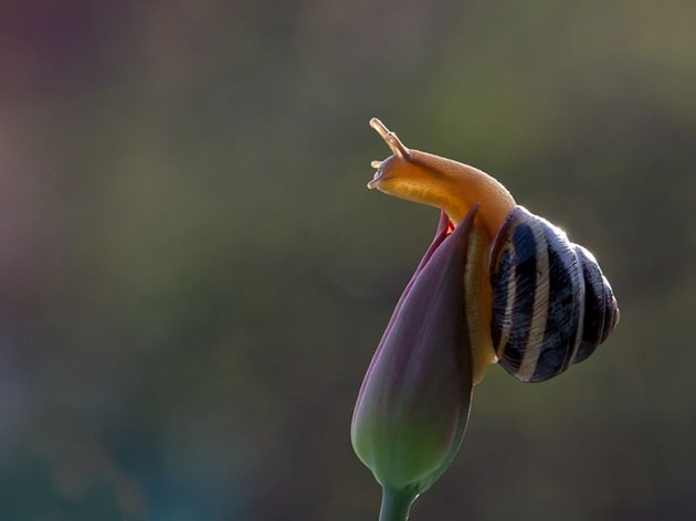 Magical Miniature World Of Snails