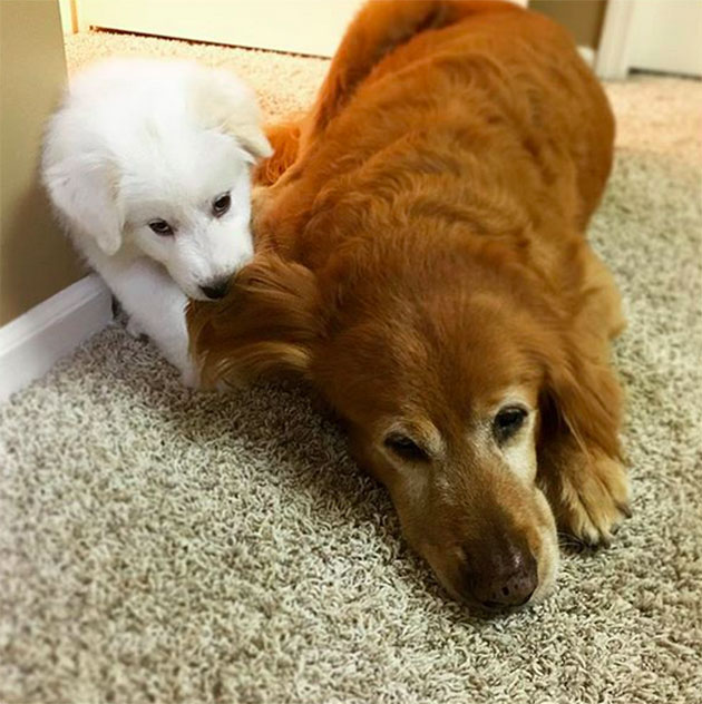 Puppies Who Won’t Be Small For Long