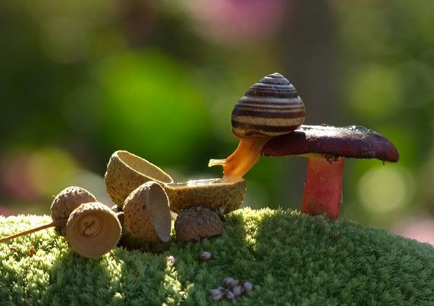 Magical Miniature World Of Snails