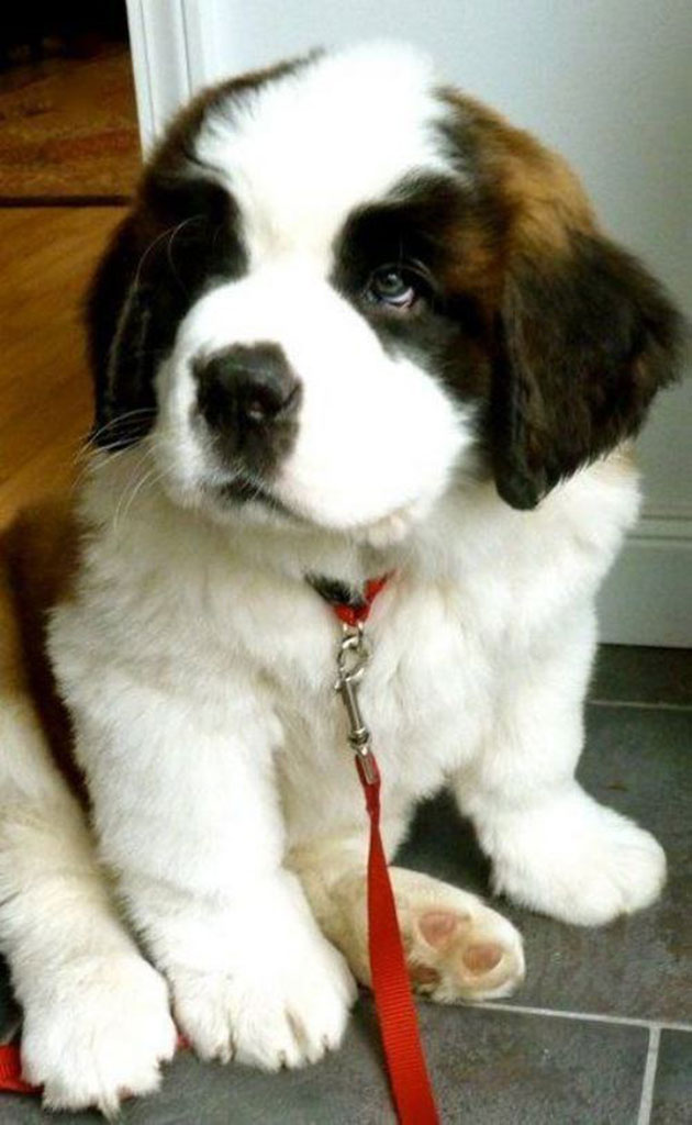 Puppies Who Won’t Be Small For Long