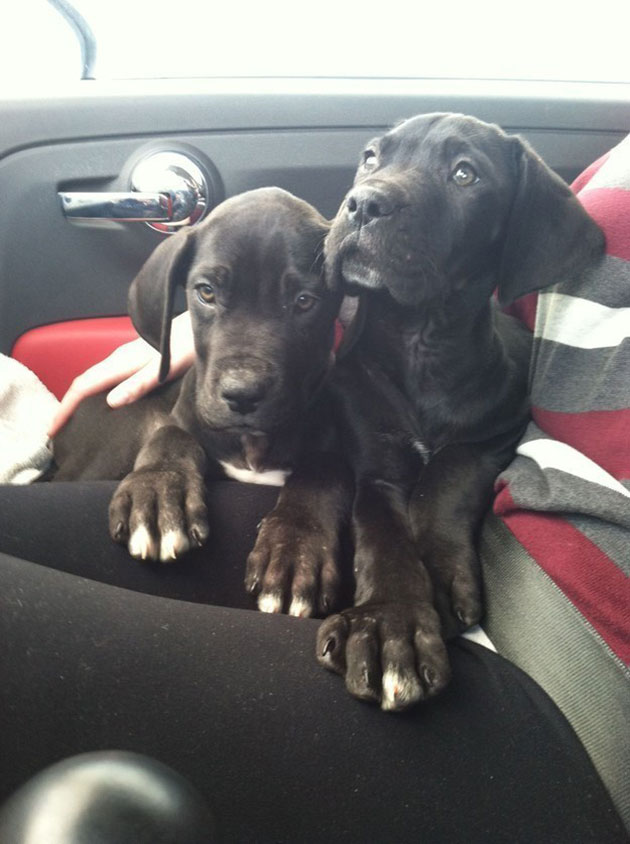Puppies Who Won’t Be Small For Long