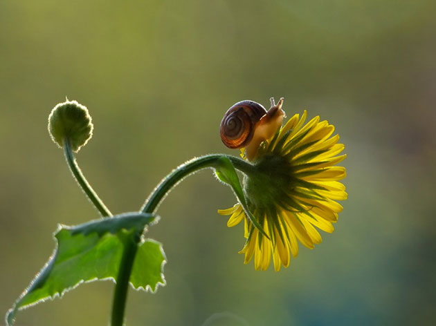 Magical Miniature World Of Snails