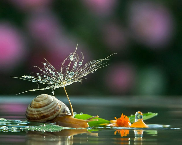 Magical Miniature World Of Snails
