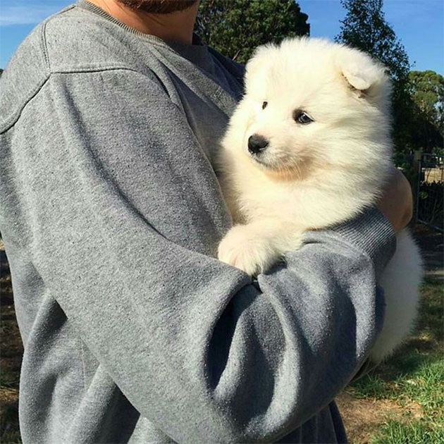Puppies Who Won’t Be Small For Long