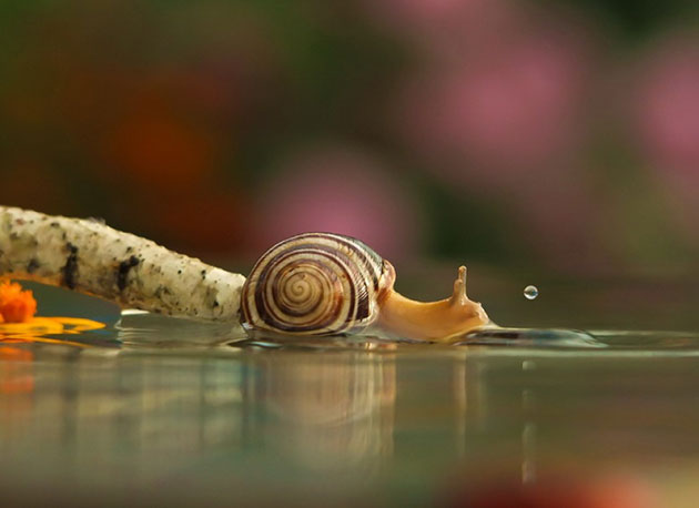 Magical Miniature World Of Snails