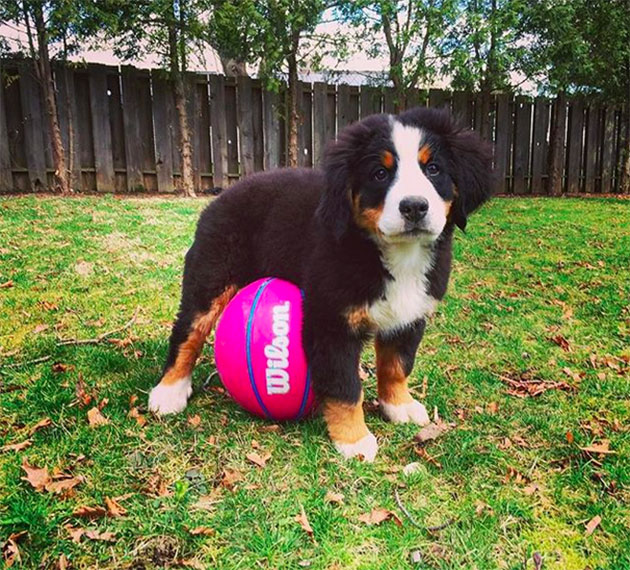 Puppies Who Won’t Be Small For Long