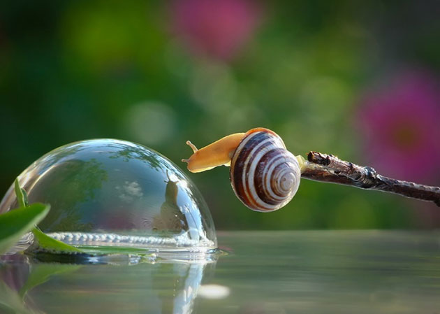 Magical Miniature World Of Snails