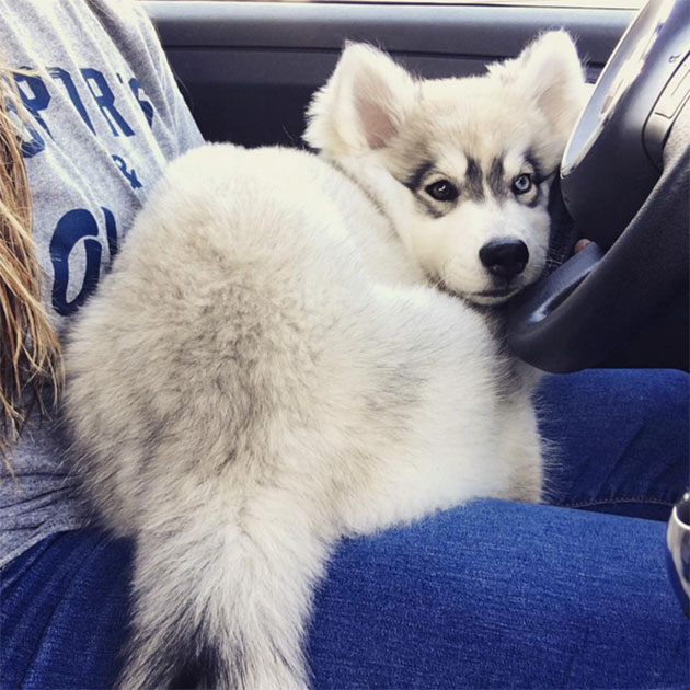 Puppies Who Won’t Be Small For Long