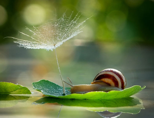 Magical Miniature World Of Snails