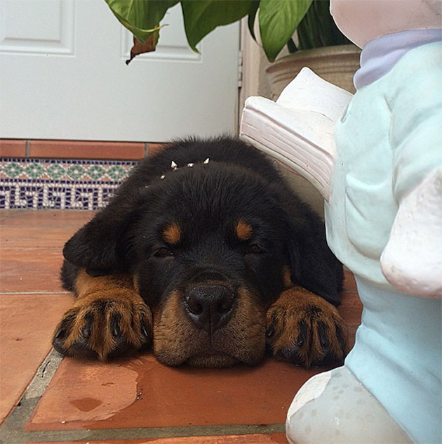 Puppies Who Won’t Be Small For Long
