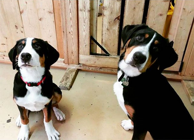 Puppies Who Won’t Be Small For Long