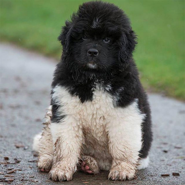 Puppies Who Won’t Be Small For Long