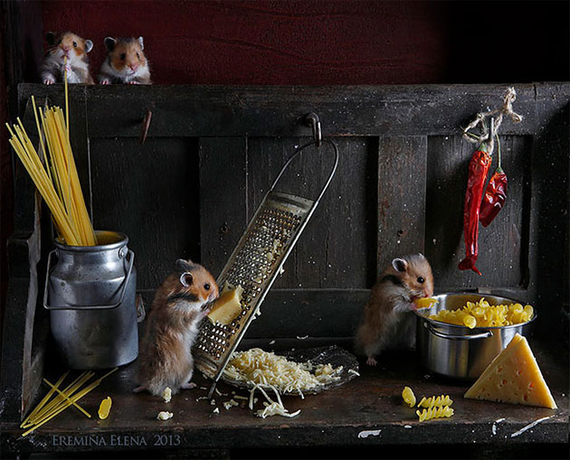 Secret Life Of Hamsters And Hedgehogs