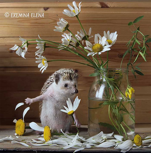 Secret Life Of Hamsters And Hedgehogs