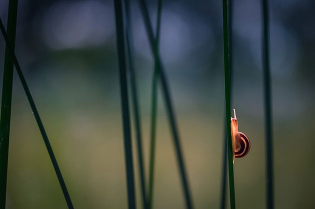 Magical Miniature World Of Snails