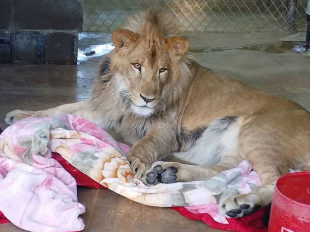 Rescued Baby Lion
