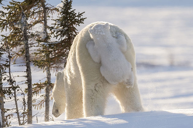 polar bear photos