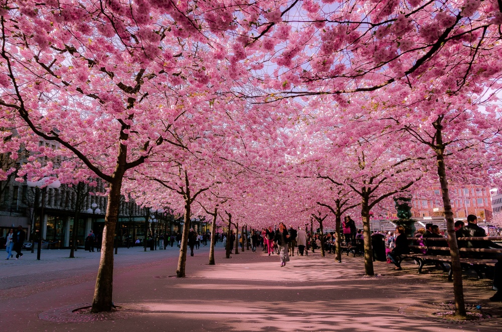 Beautiful Spring Alleys