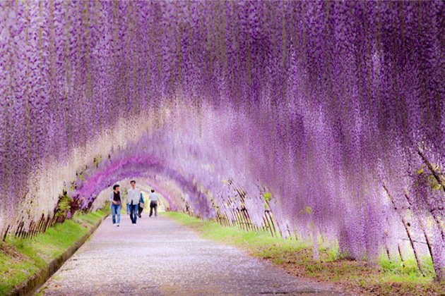 Beautiful Spring Alleys