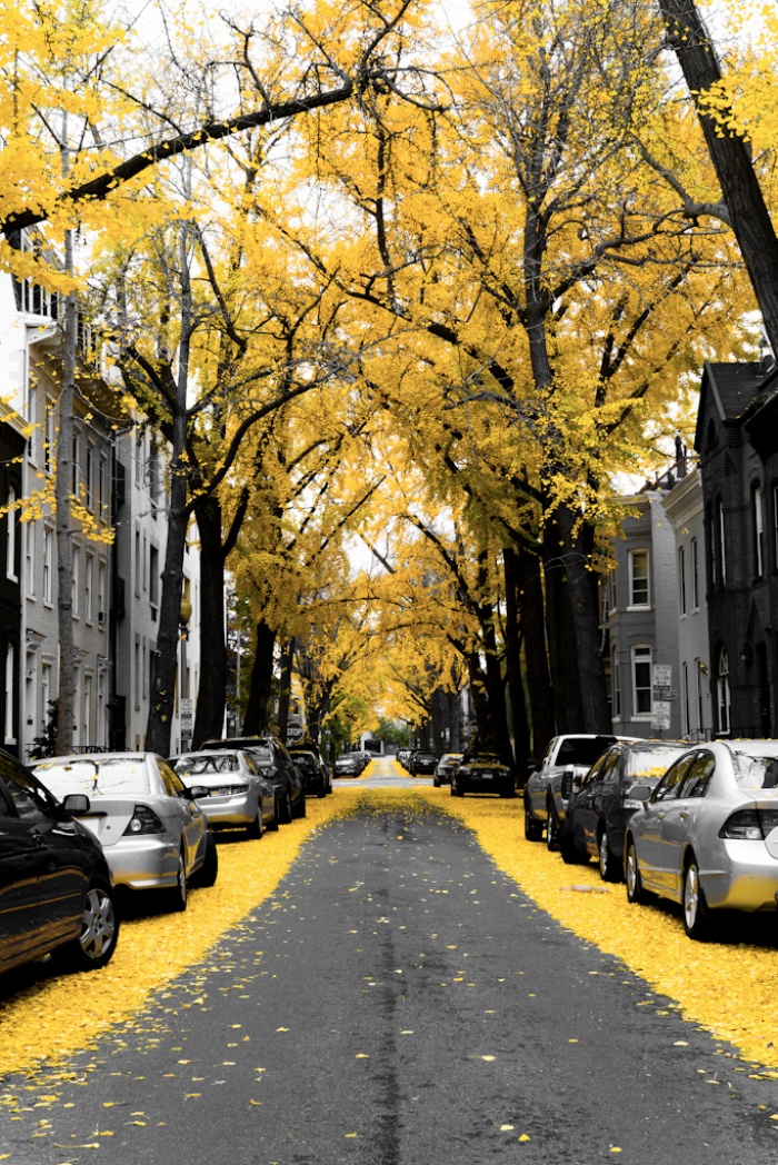 Beautiful Spring Alleys