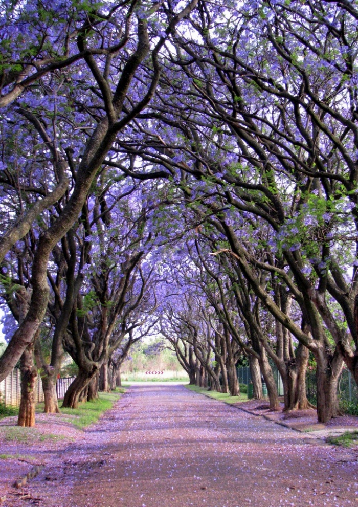 Beautiful Spring Alleys
