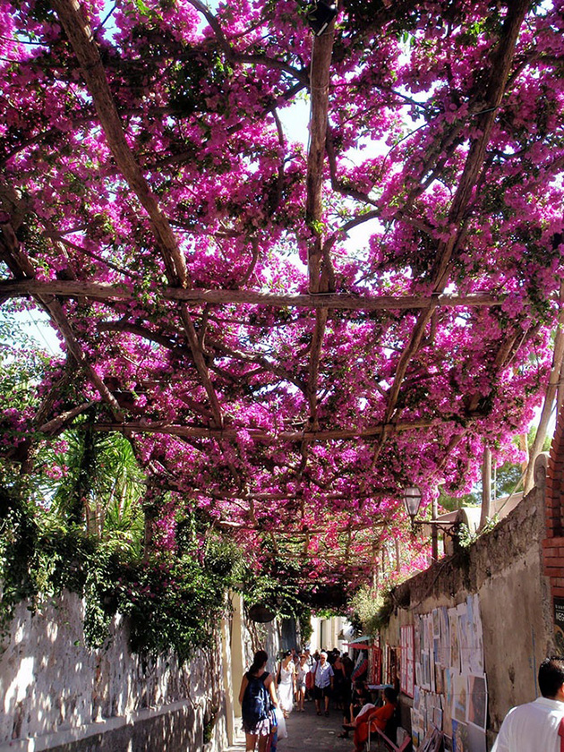 Beautiful Spring Alleys