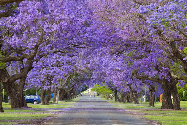 Beautiful Spring Alleys
