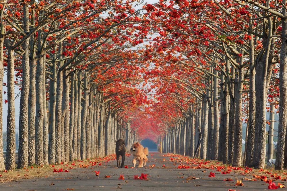 Beautiful Spring Alleys