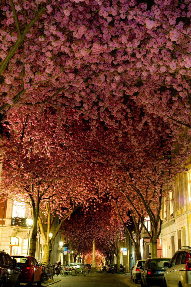 Beautiful Spring Alleys