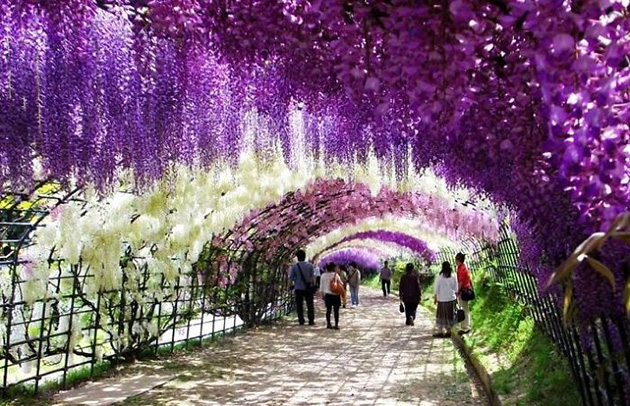Beautiful Spring Alleys