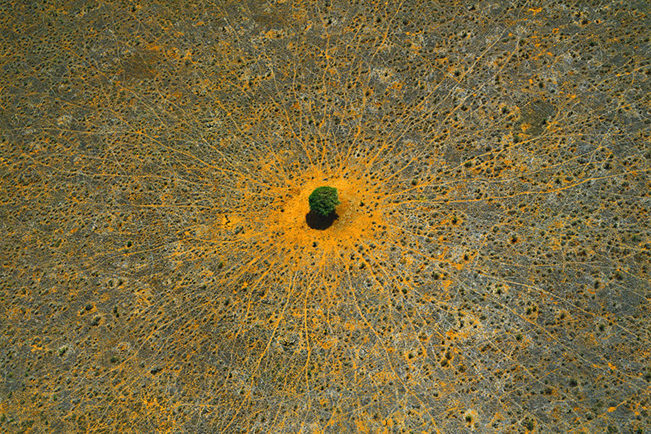 Bird’s Eye View
