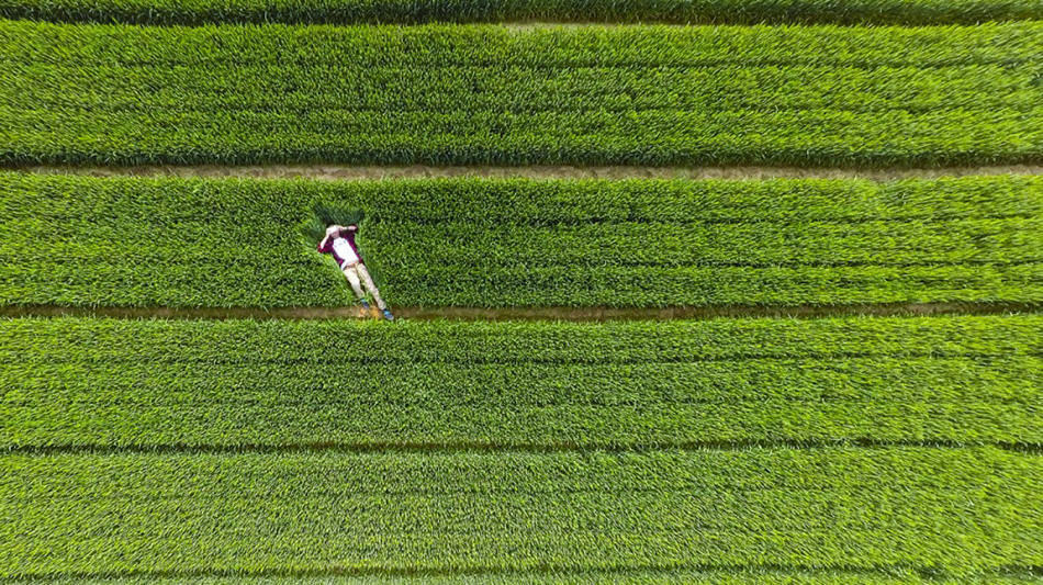Bird’s Eye View