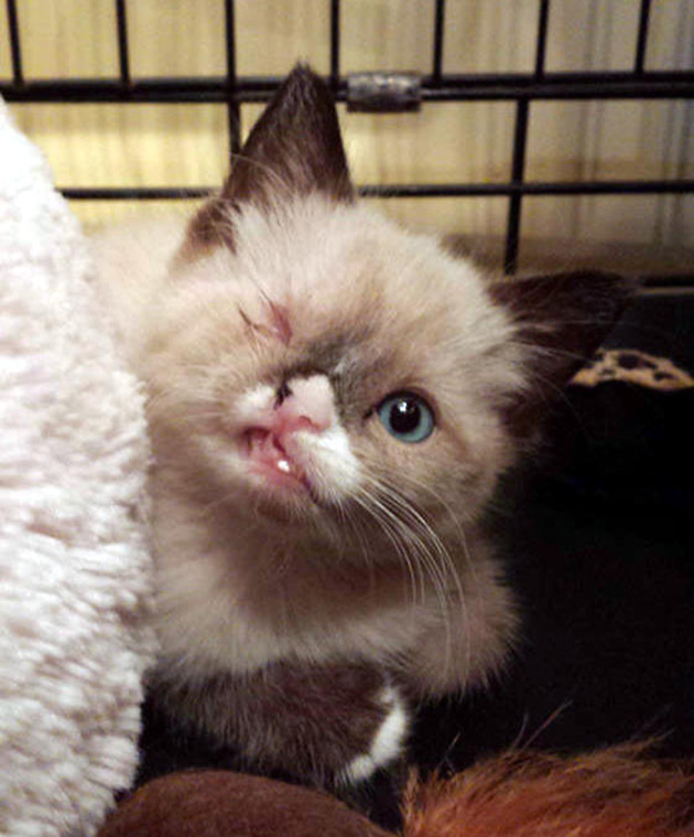 Sir Stuffington kitten