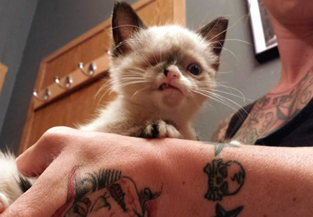 Sir Stuffington kitten