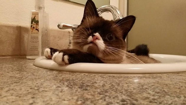 Sir Stuffington kitten