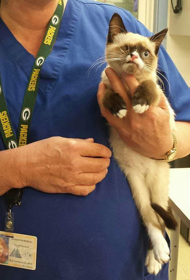 Sir Stuffington kitten