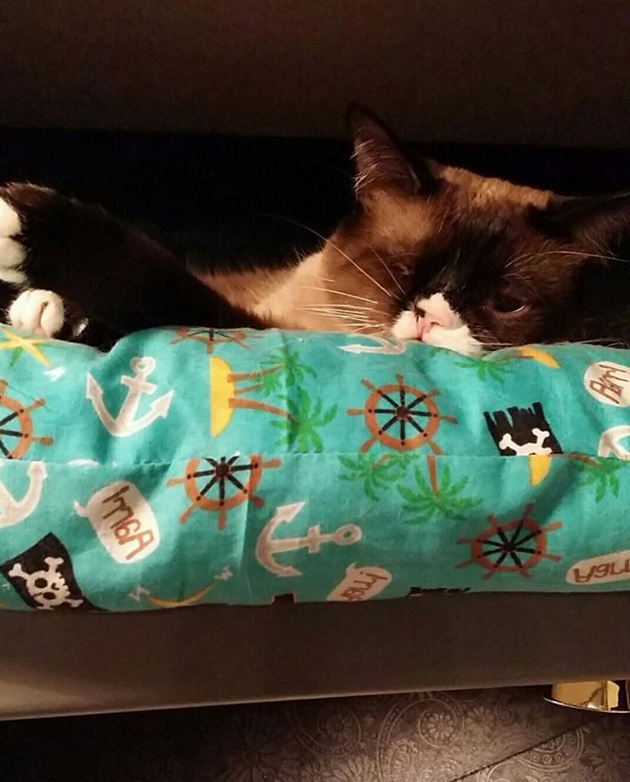 Sir Stuffington kitten