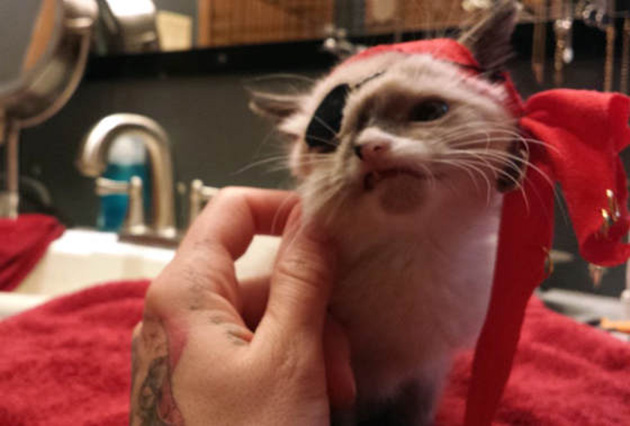 Sir Stuffington kitten