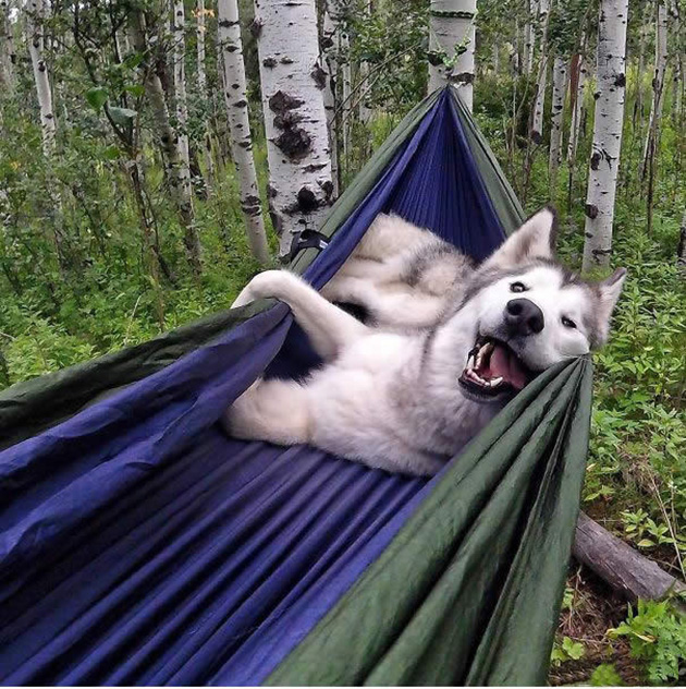 Camping With Dogs